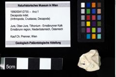 Foto (Objekt + Etiketten) von Decapoda indet. 